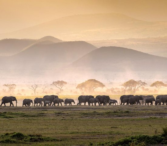 Troupeau éléphant   sécurité