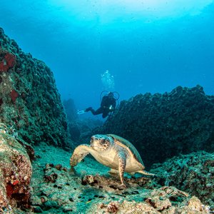 turquie plongee kas tortue