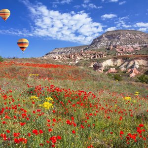 turquie printemps saison fleurs