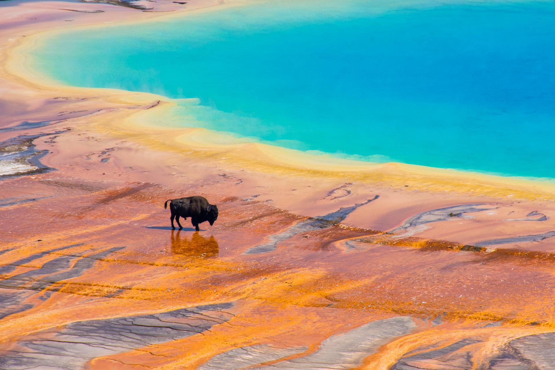 Un autre regard sur Yellowstone