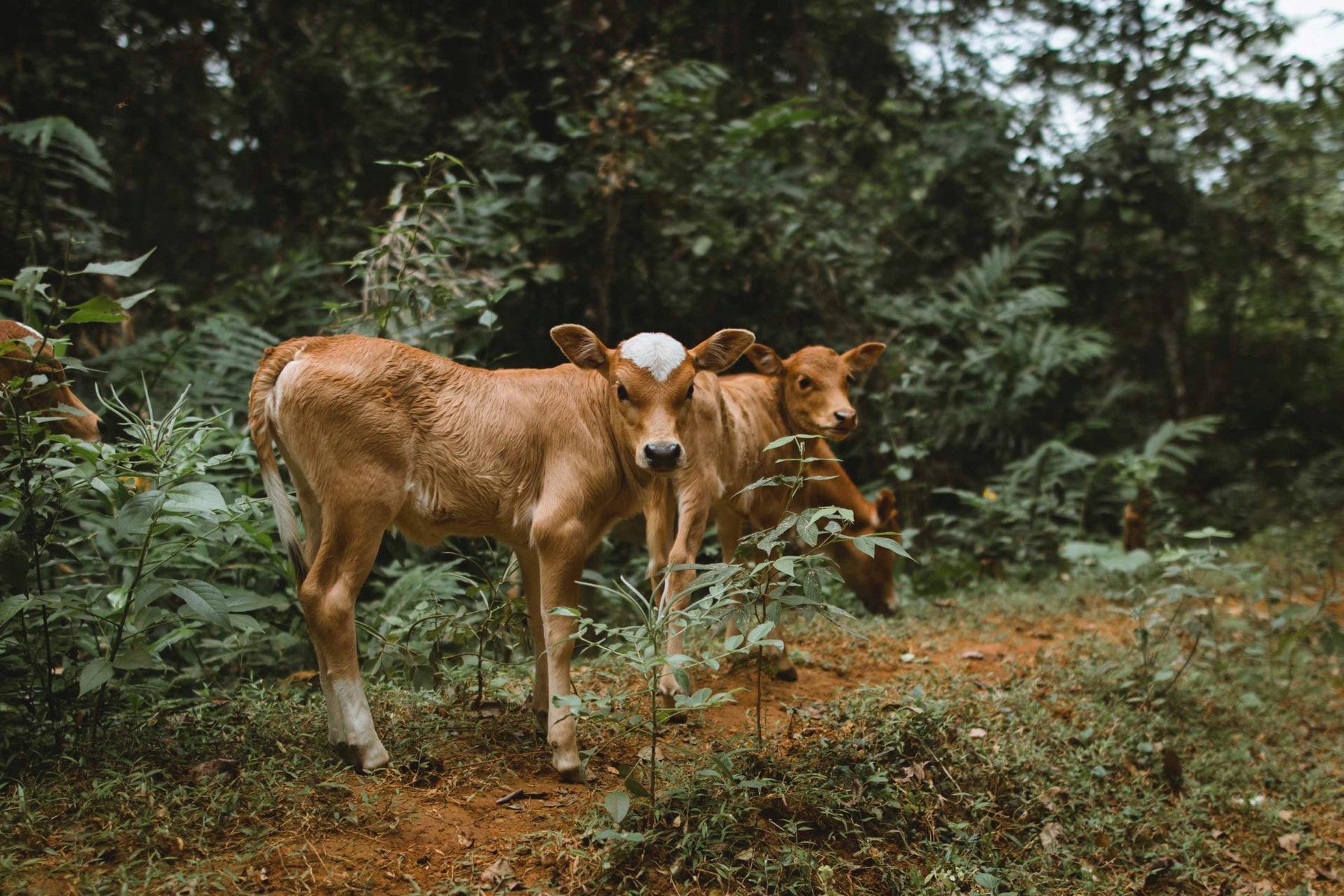 Vaches Nature Laos