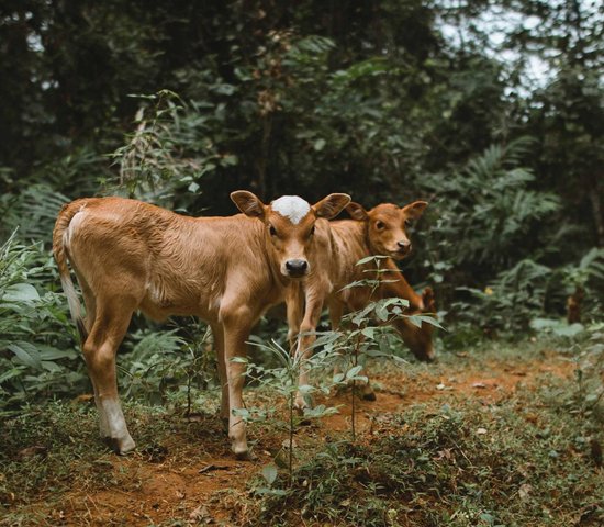 Vaches Nature Laos