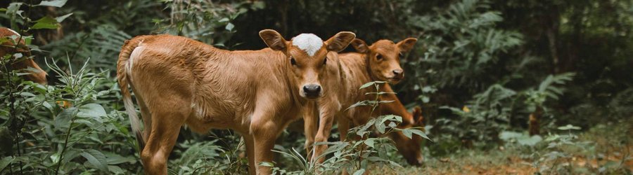 Vaches Nature Laos