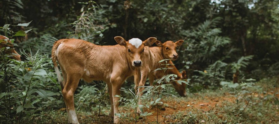 Vaches Nature Laos
