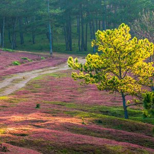 Da Lat