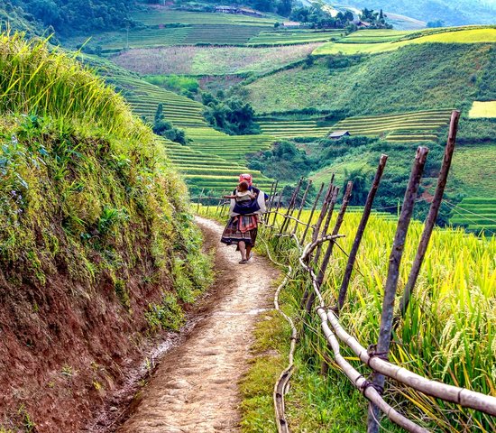 vietnam rizieres