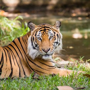 Les animaux au Vietnam