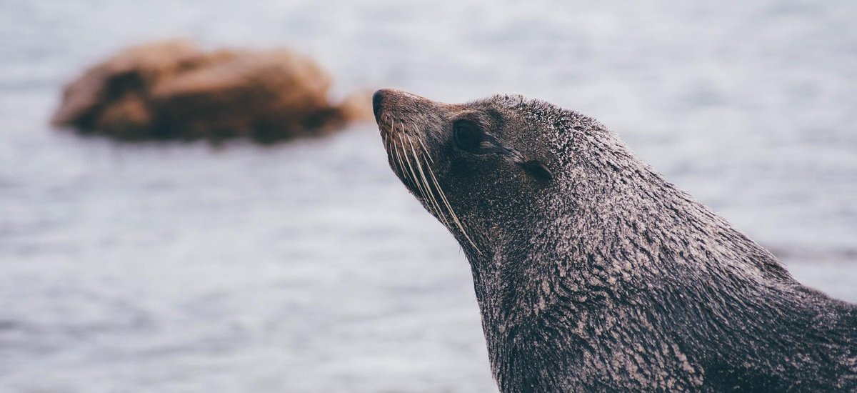 Voyage Otarie Namibie
