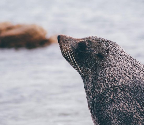 Voyage Otarie Namibie