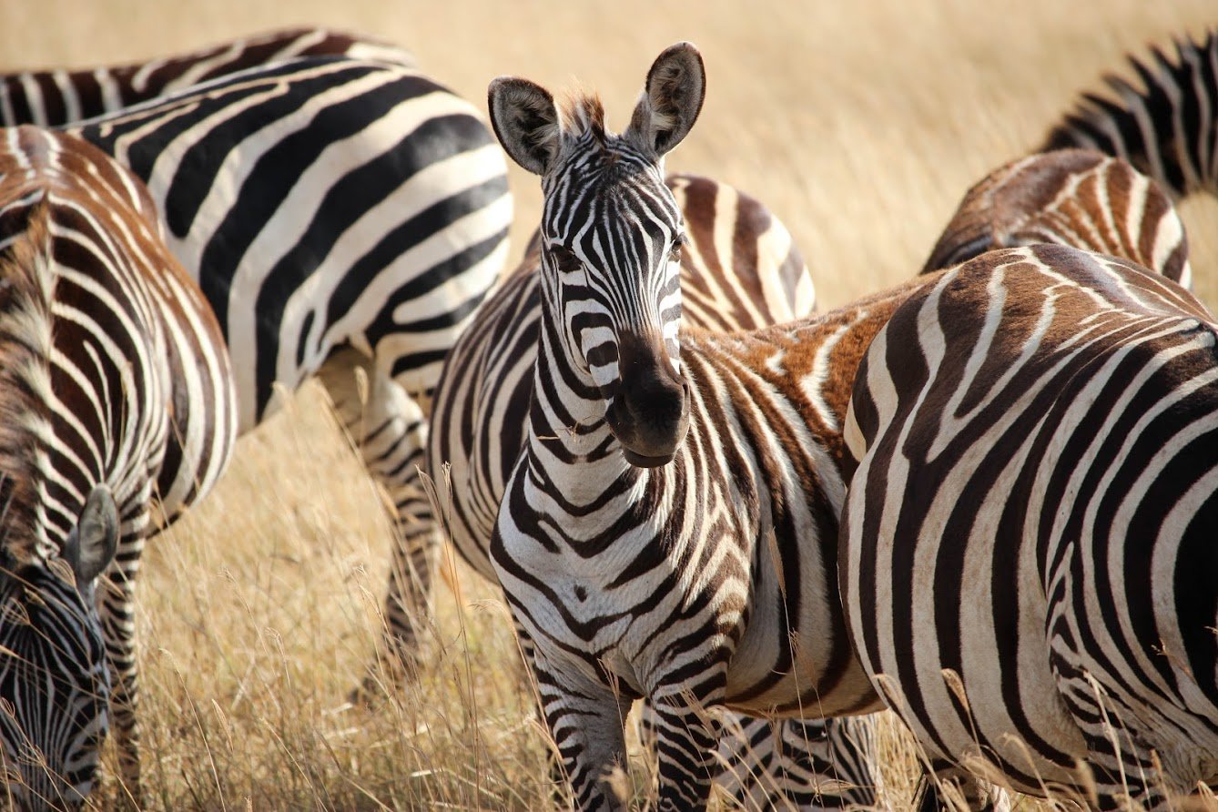 zebre ngorongoro