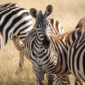 zebre ngorongoro