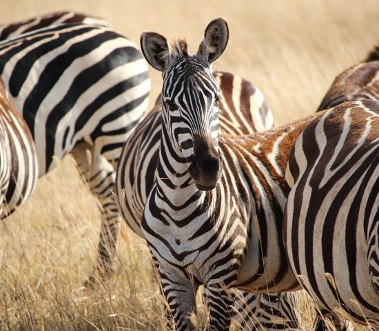 zebre ngorongoro