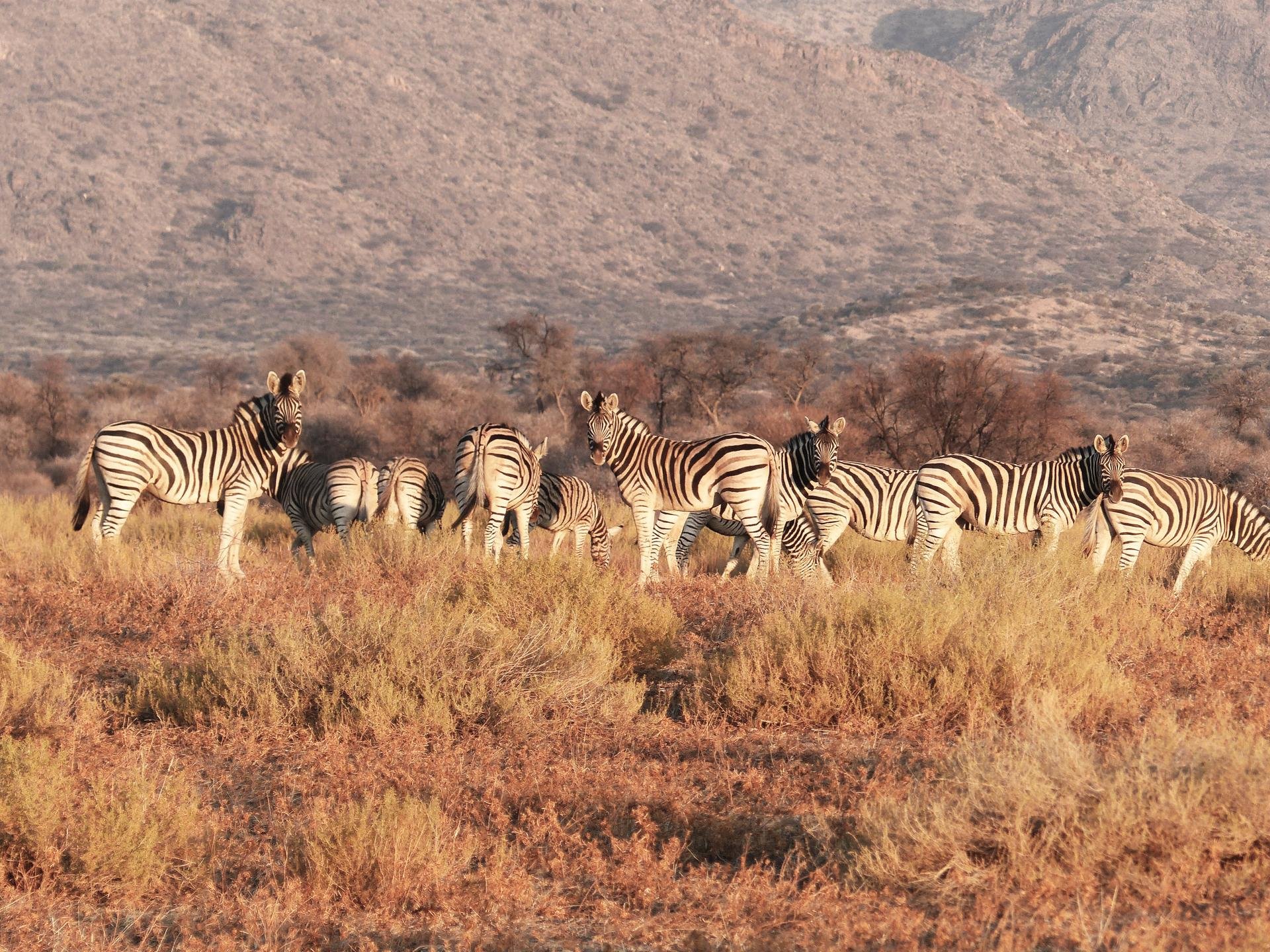 Zebres Namibie