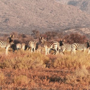 Zebres Namibie