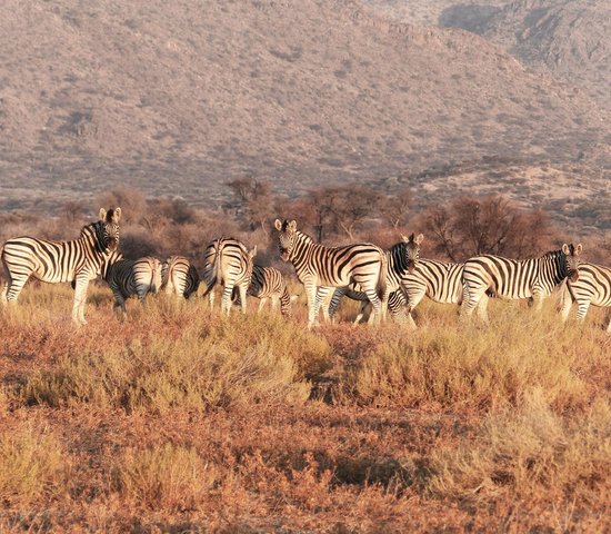 Zebres Namibie