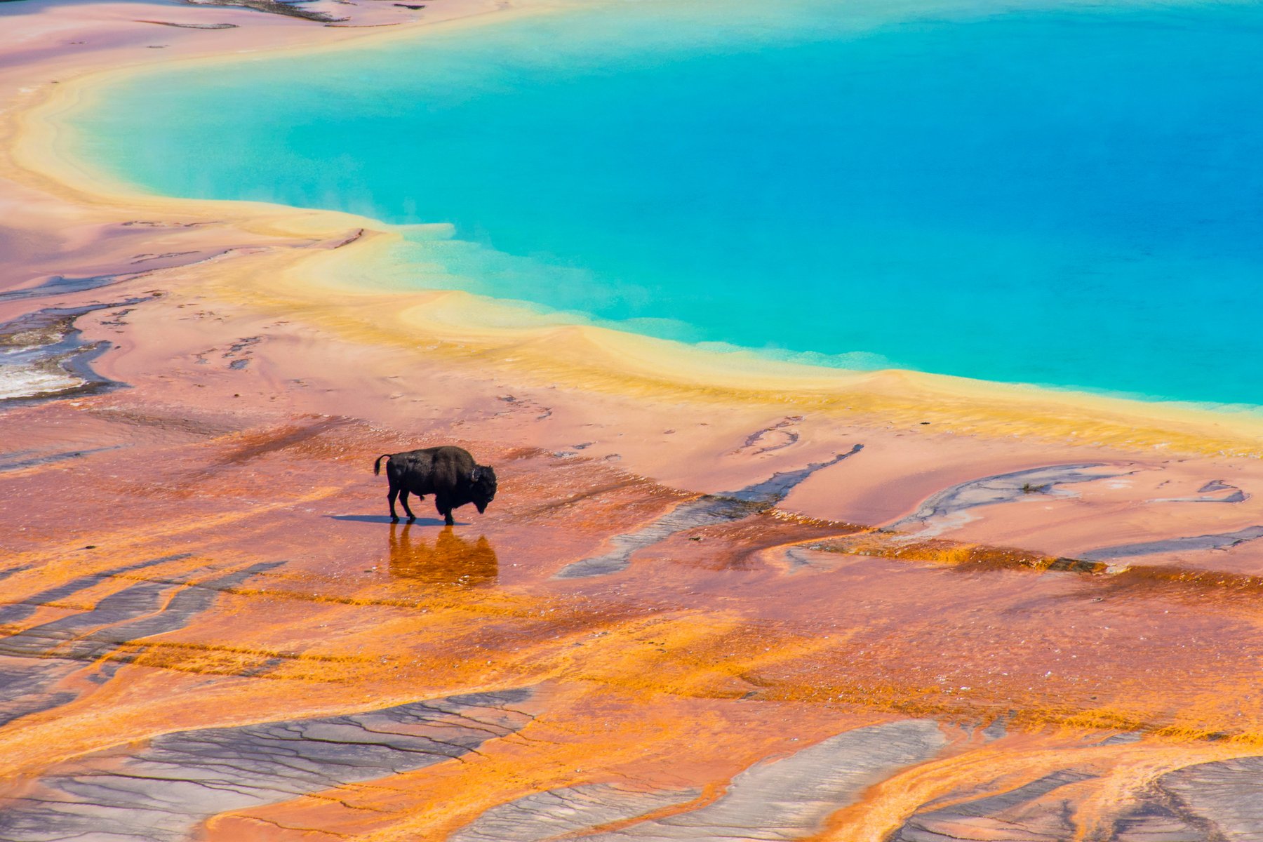 Bisons - Yellow Stone - États-Unis